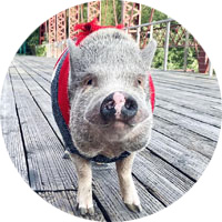 Teddy the Therapy Pig
